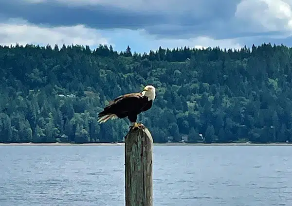 Eagle at Sunrise Resort