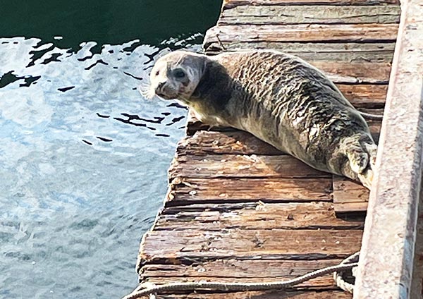 Seal on dock at Sunrise Resort