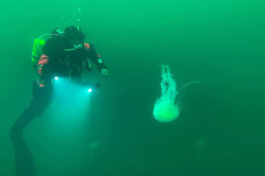 Diver with Jellyfish