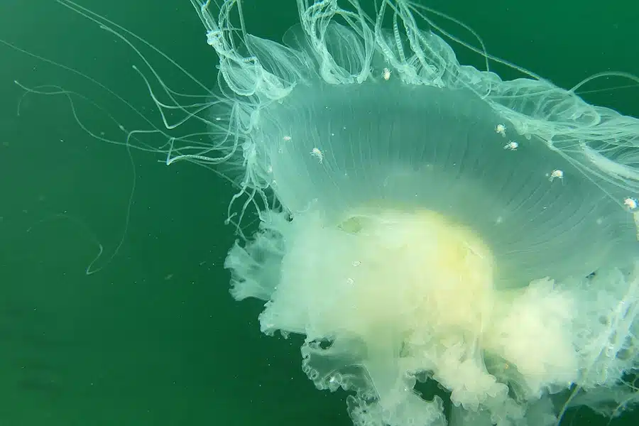 underside jellyfish