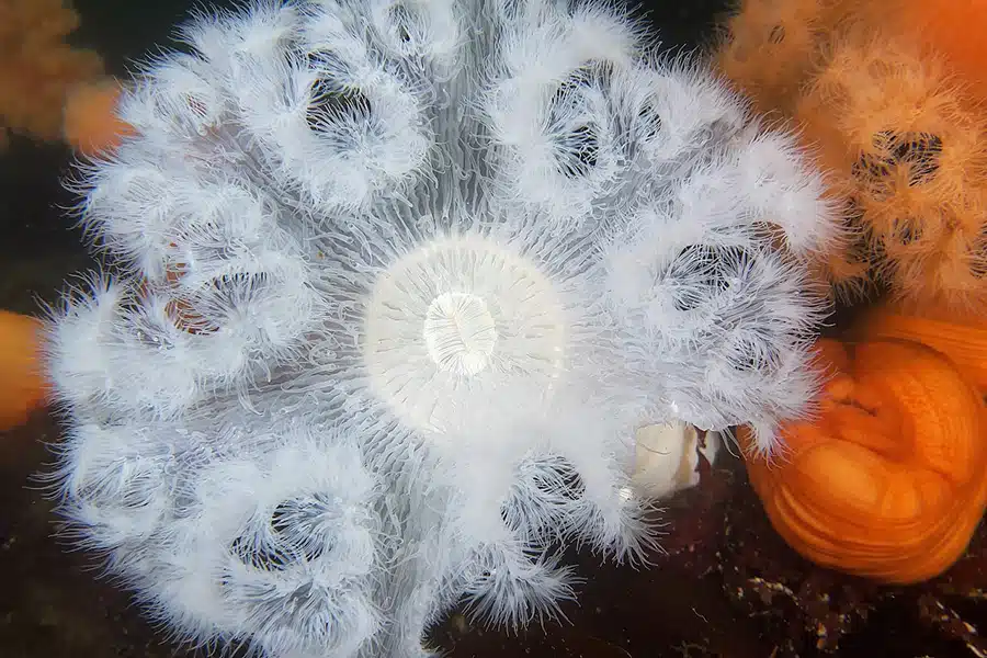 Plumouse Anemone
