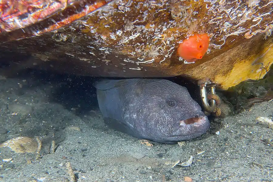 Wolf Eel right
